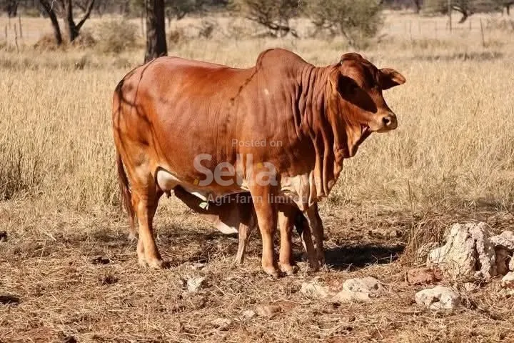 Boran cattles 