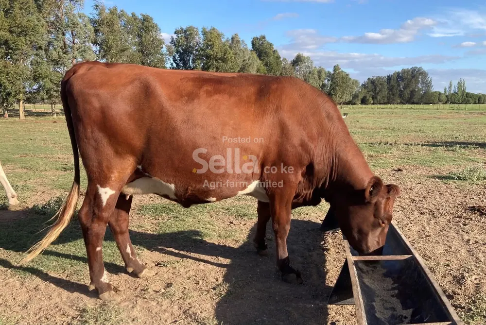 Ayrshire heifers 