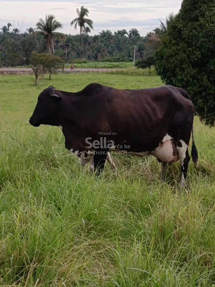Girolando Breed Heifers