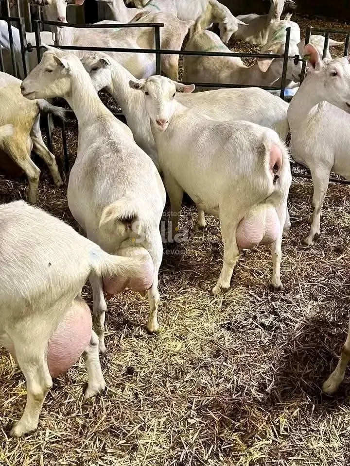 SAANEN DAIRY GOATS ksh 12,000/=