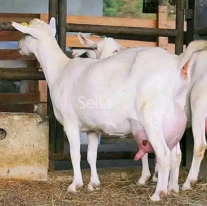 SAANEN DAIRY GOATS 