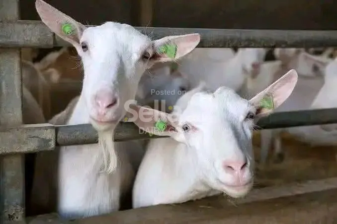 SANEEN DAIRY GOATS 