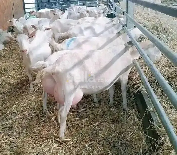 DAIRY GOATS FOR MILK PRODUCTION 