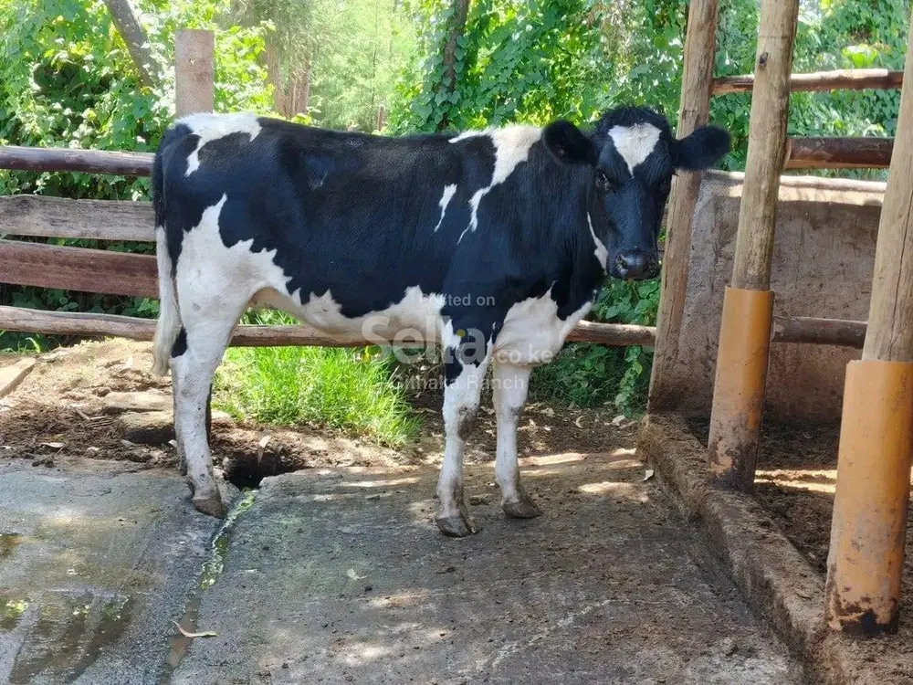 Incalf pedigree available 15000 each. Call&whatsapp 0757782377