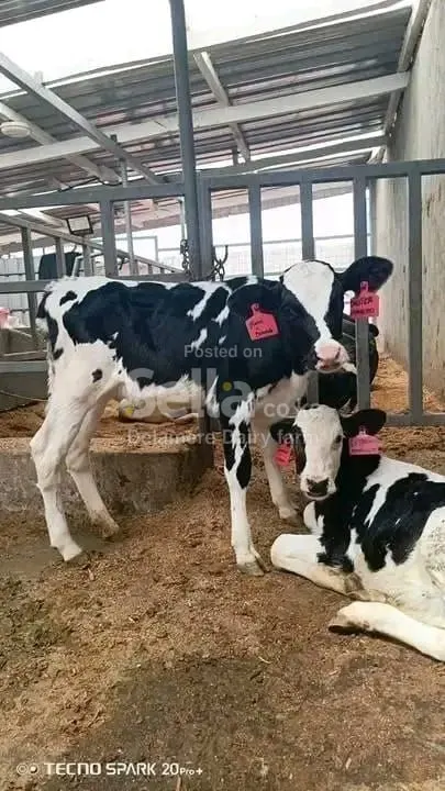 Pedigree freshian calves