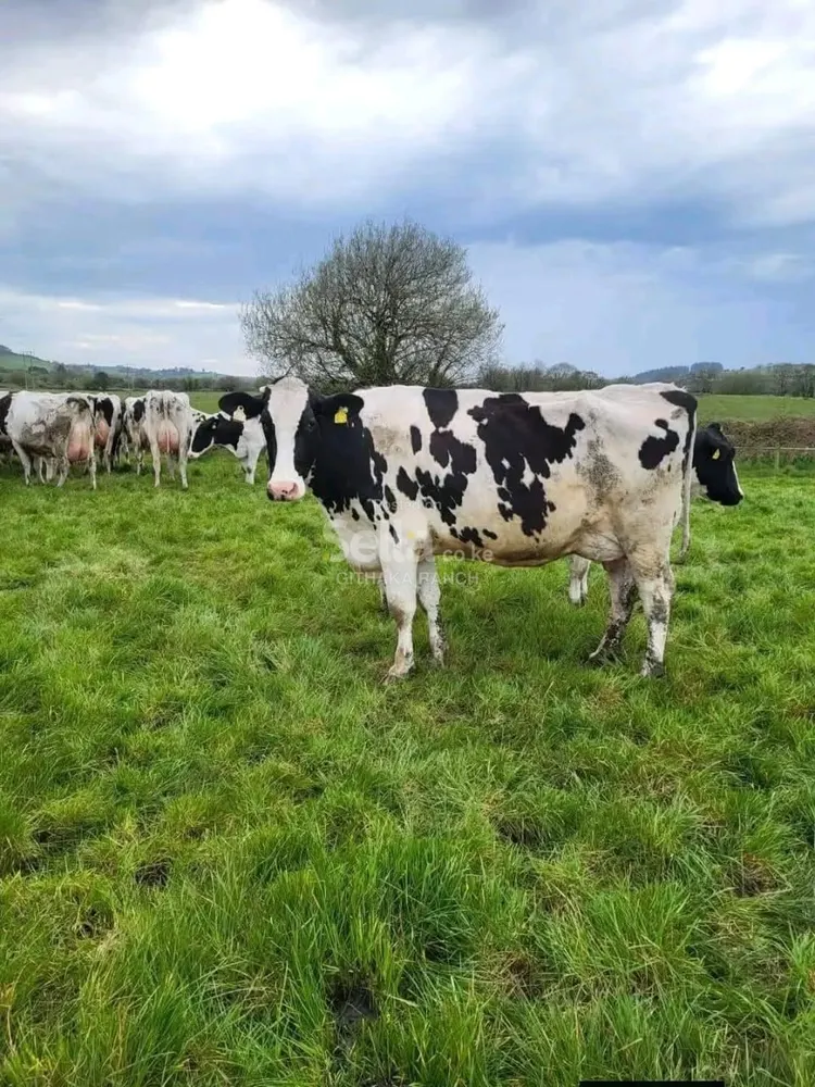 FRESHIAN COW'S 