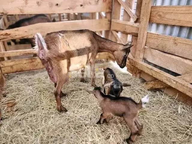DAIRY GOATS 