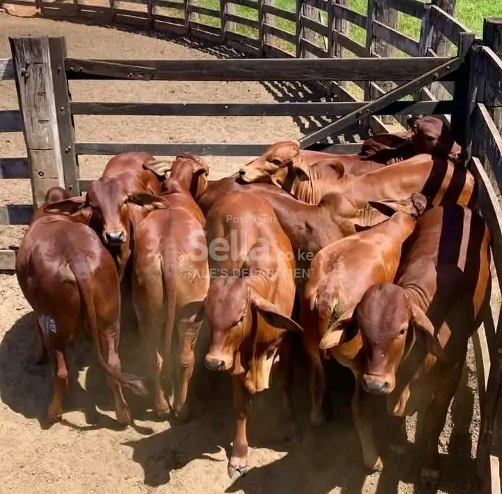 SAHIWAL COWS 