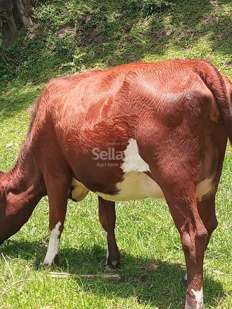 Ayrshire heifers 