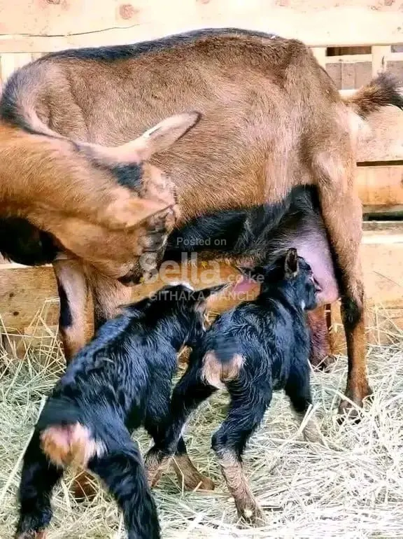 TOGGENBURG GOATS 