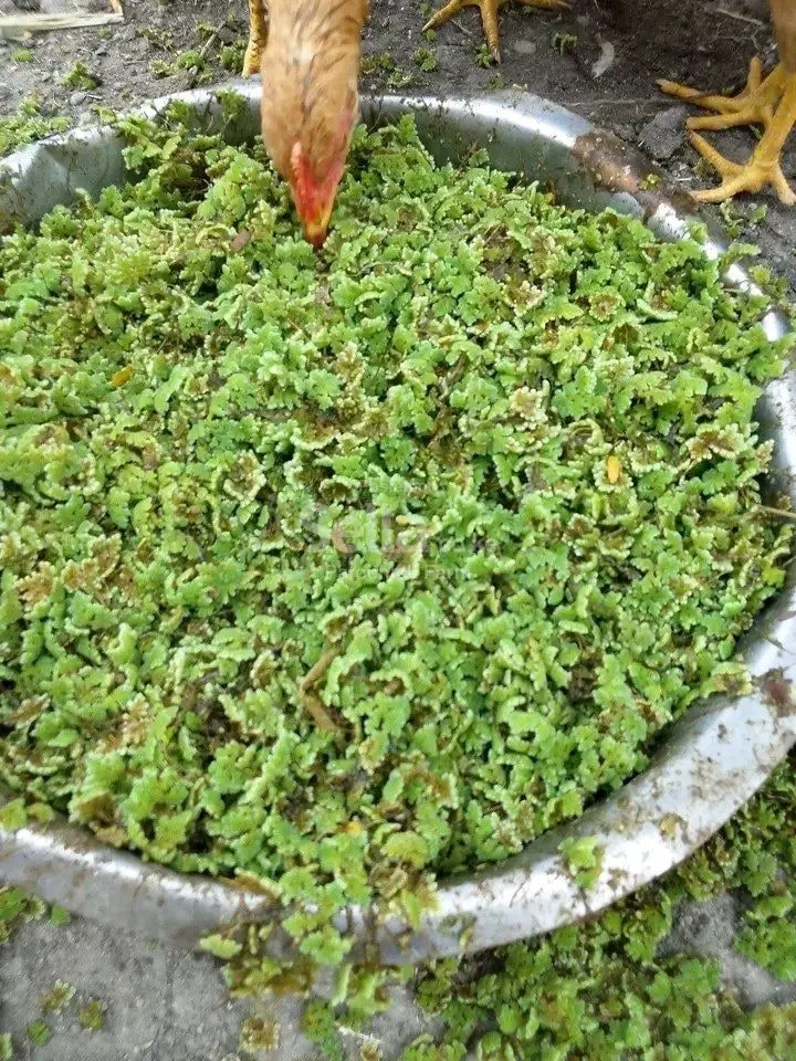 Azolla Seeds 
