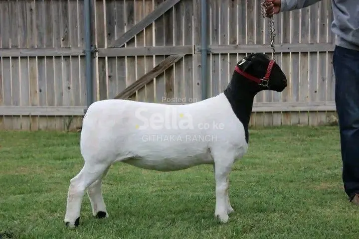 DOPA SHEEP 