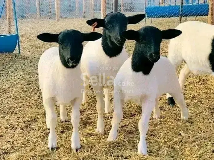 Dorper sheeps