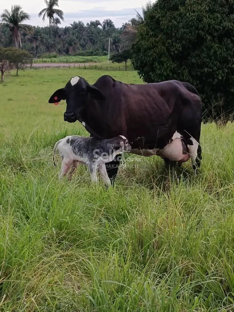 Girolando Breed