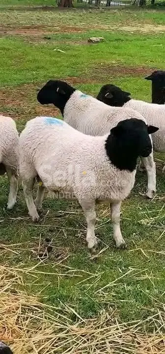 dopper sheep 