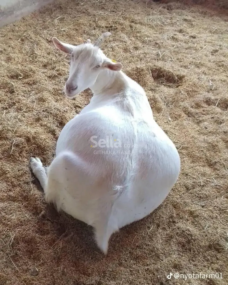 SAANEN DAIRY GOATS 
