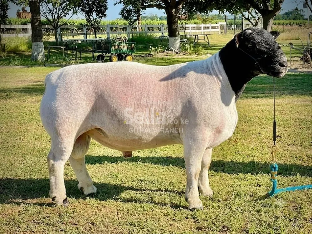 DOPA SHEEP 