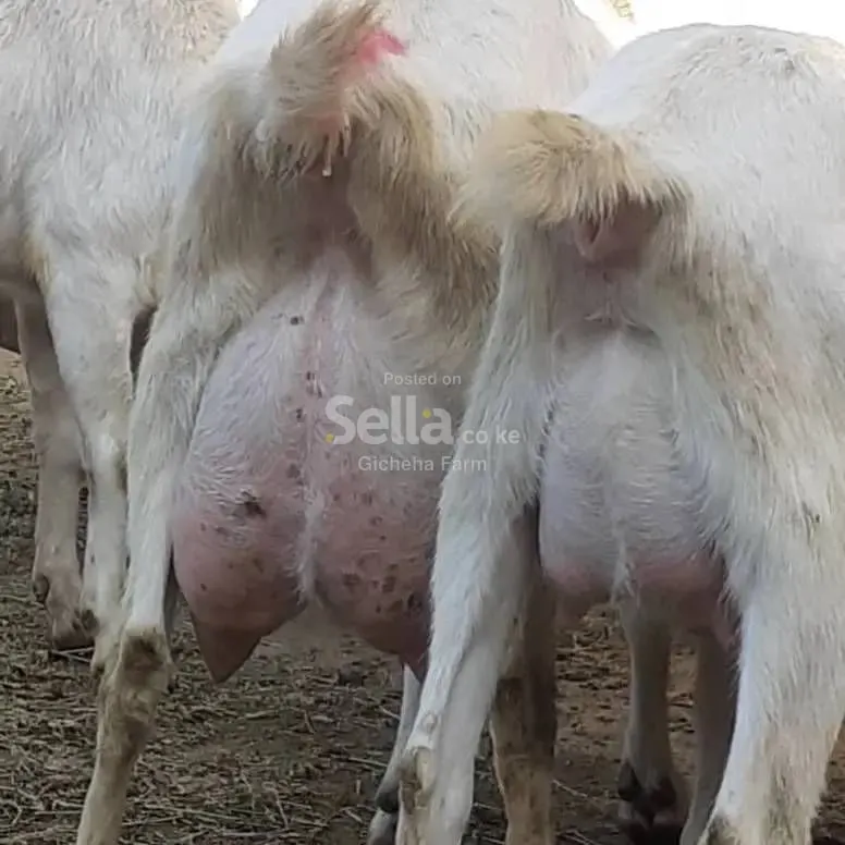 SAANEN  PREGNANT 