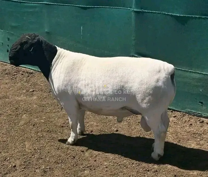 DOPA SHEEP 