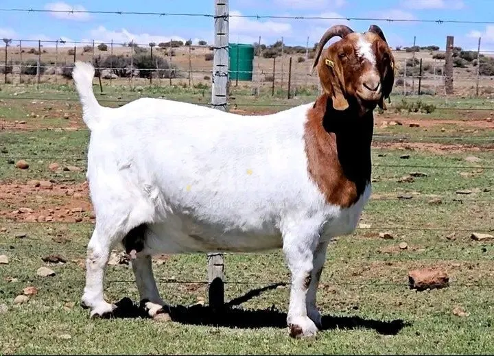 BOER GOATS 