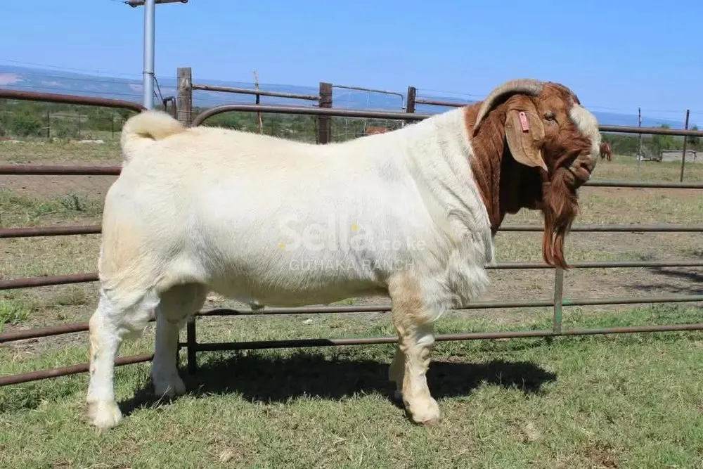 BOER GOATS 