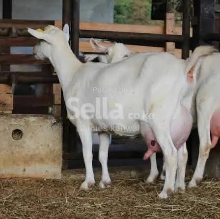 Dairy goats 