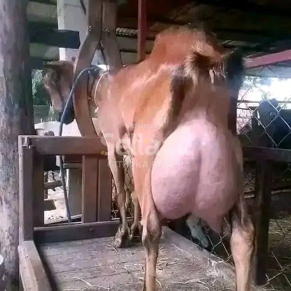 Toggenburg 