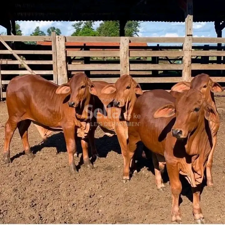 SAHIWAL COWS 