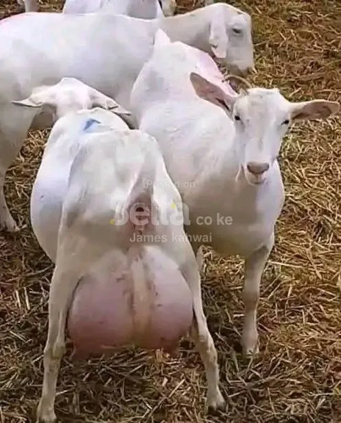 Saanen goat 