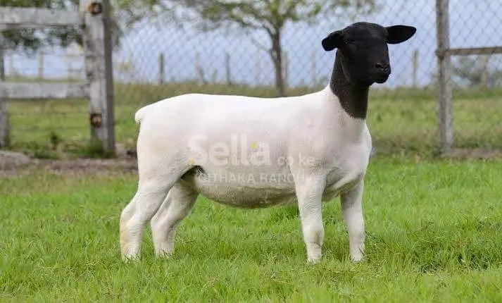 Dopa sheep 