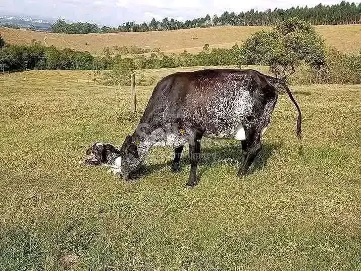 Girolando breed heifers 