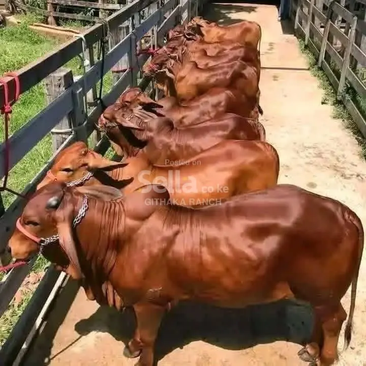 SAIWALS COW'S 