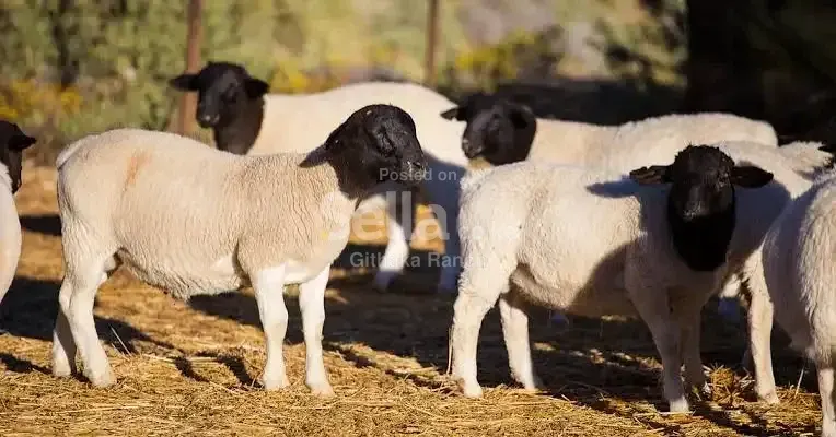 Dorper sheep available