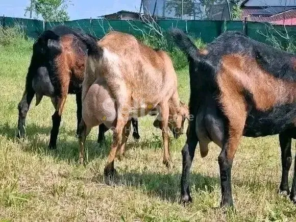 Toggenburg