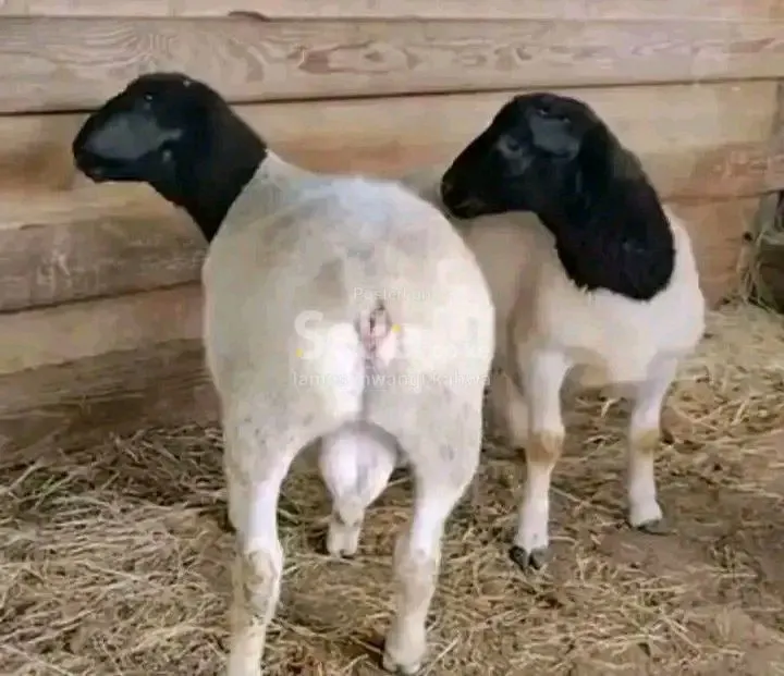 DOPPER SHEEP 