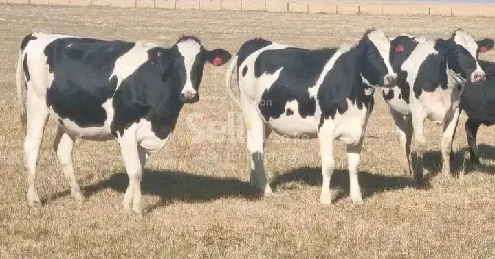 Freshian Holstein heifers 