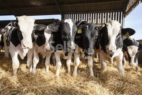 Freshian holstein 