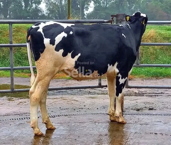 Freshian holstein heifers 