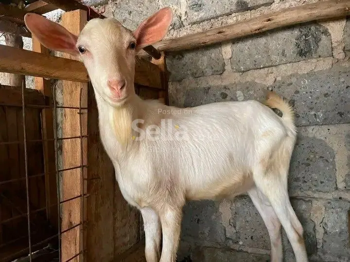 Saneen 