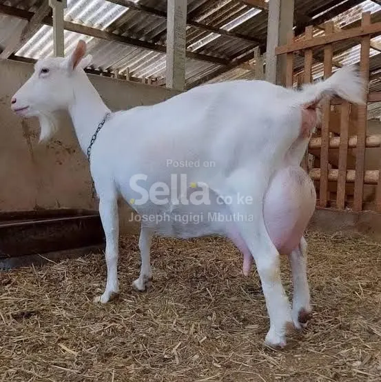 SANNEN DAIRY GOATS 