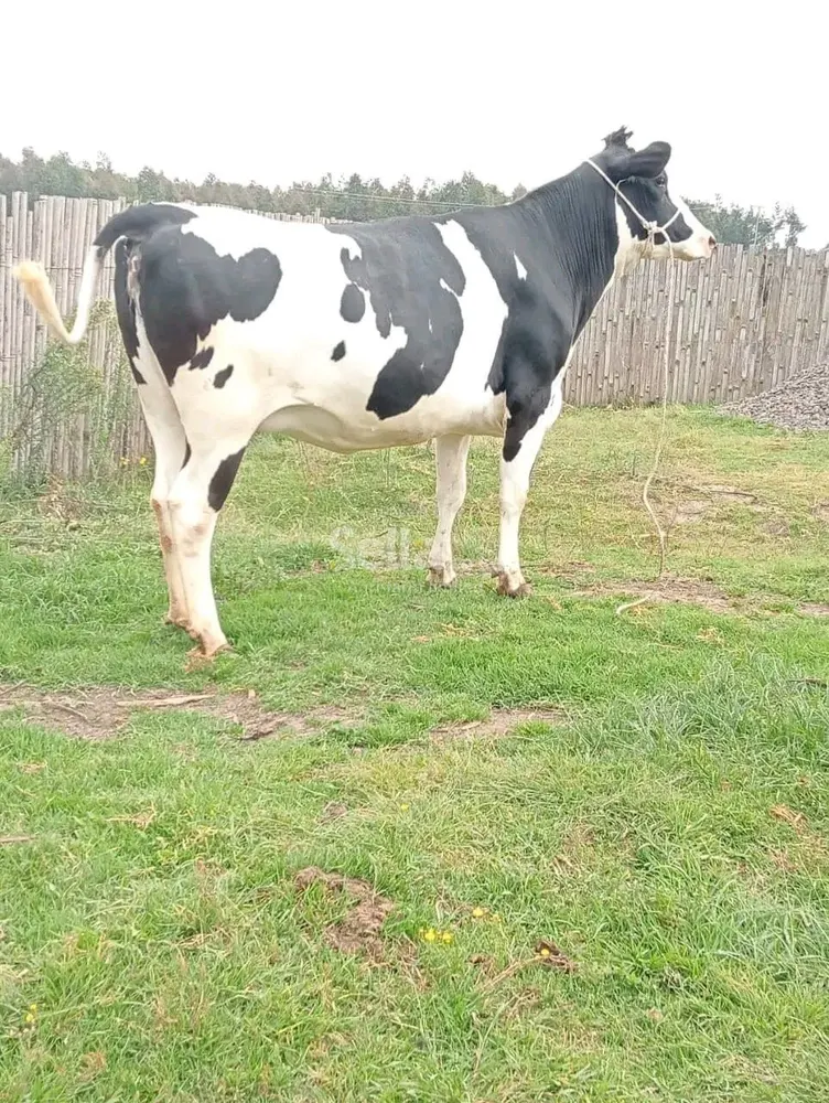 Freshian holstein heifers 