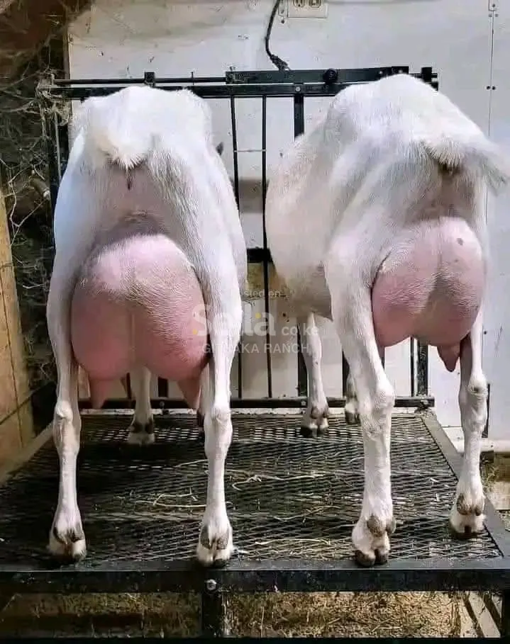 SAANEN DAIRY GOATS 