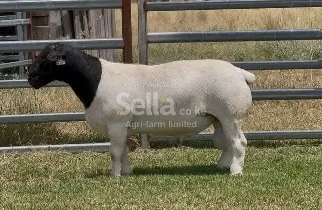 DORPER SHEEPS 
