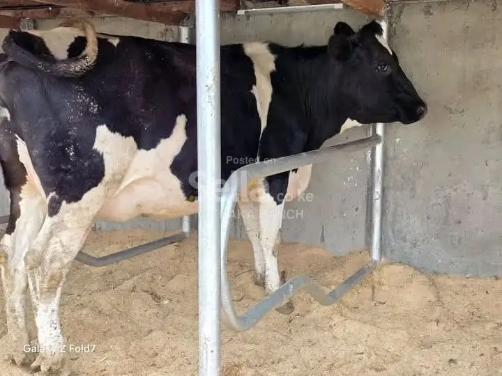 FRESHIAN COW