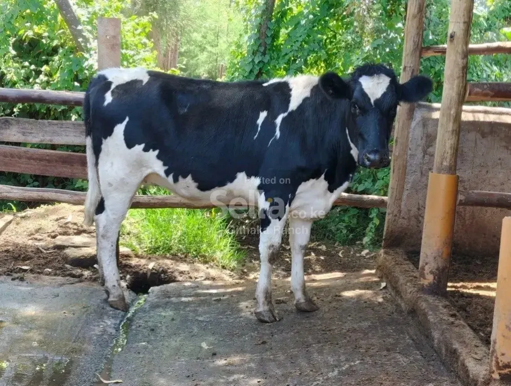 5mnths incalf pedigree freshian heifer 🔥🔥🔥🥛💯✅🙏. If interested call&whatsapp 0757782377