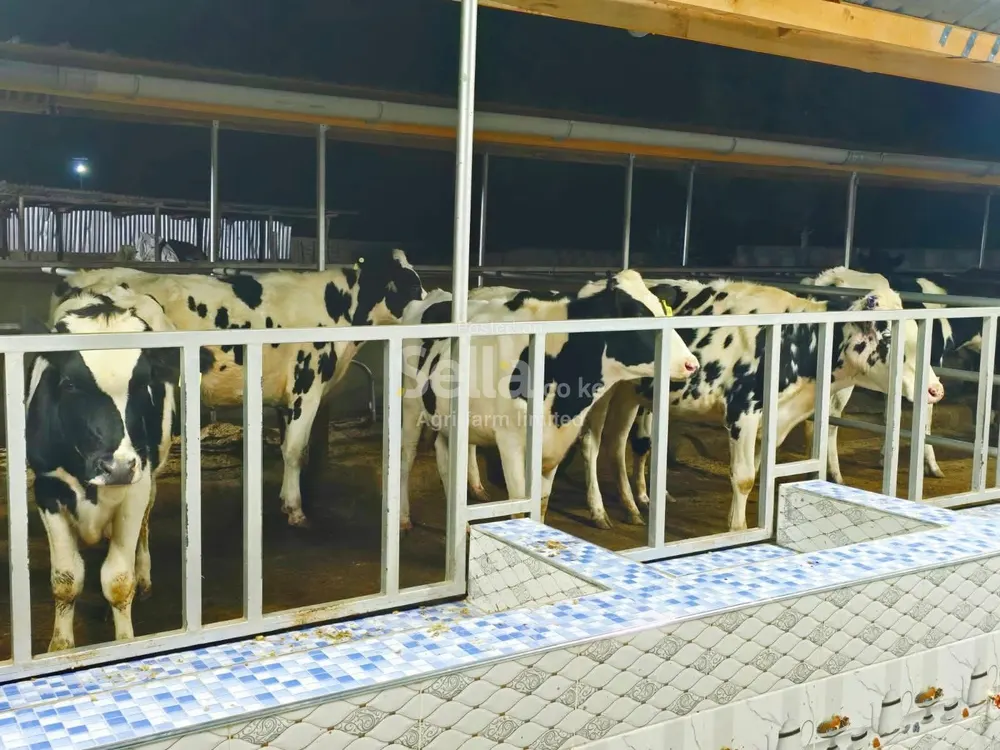 Cows 