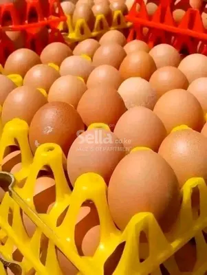 EGGS 