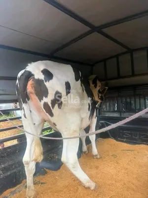 Freshian holstein 