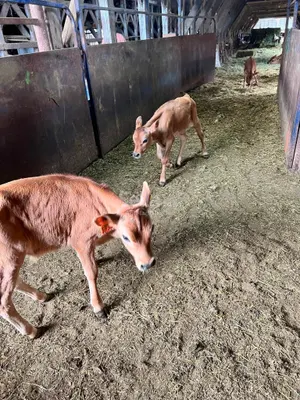 Jersey breeds Calves 
