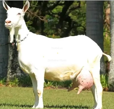 Dairy goats 